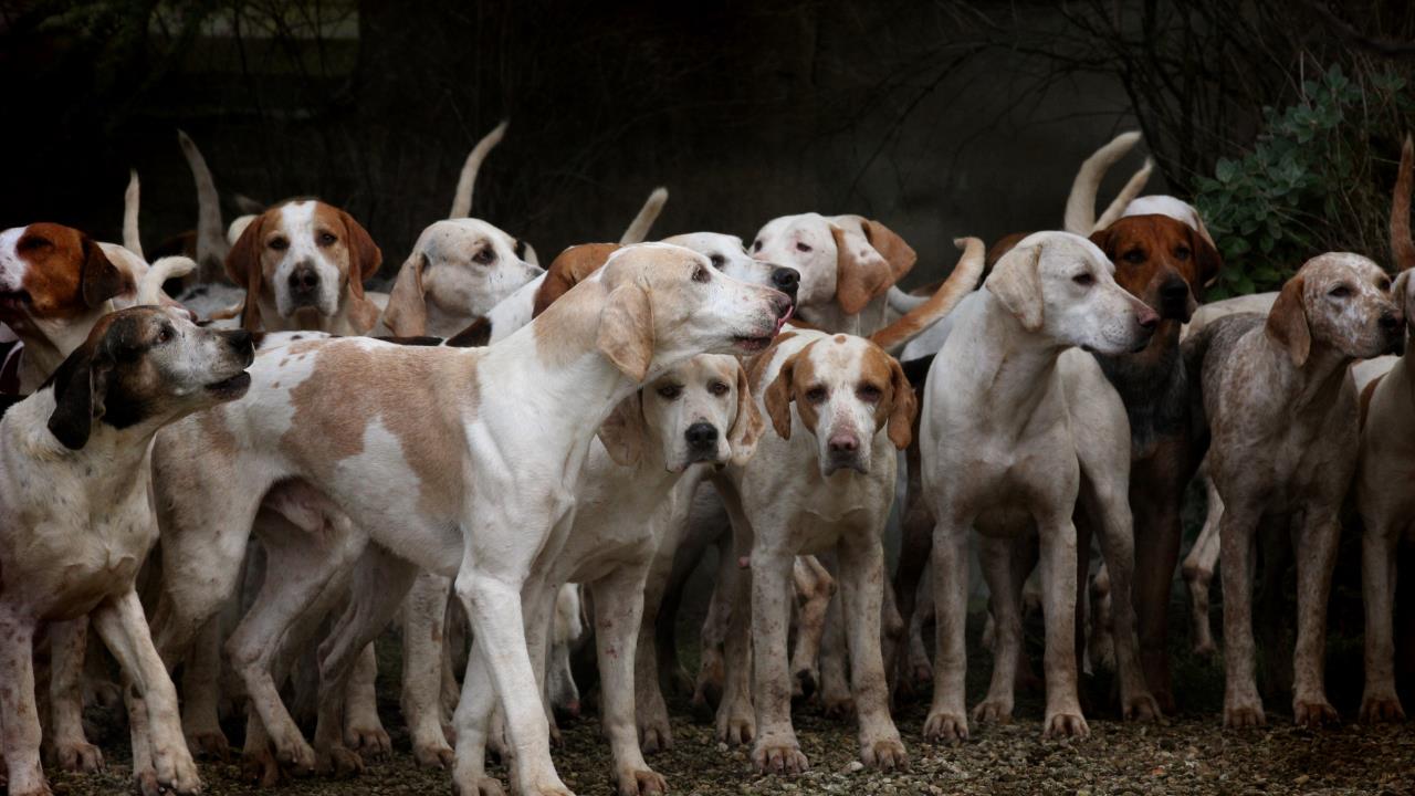 Toma aire antes de conocer las tres razas de perros más feos, según la inteligencia artificial